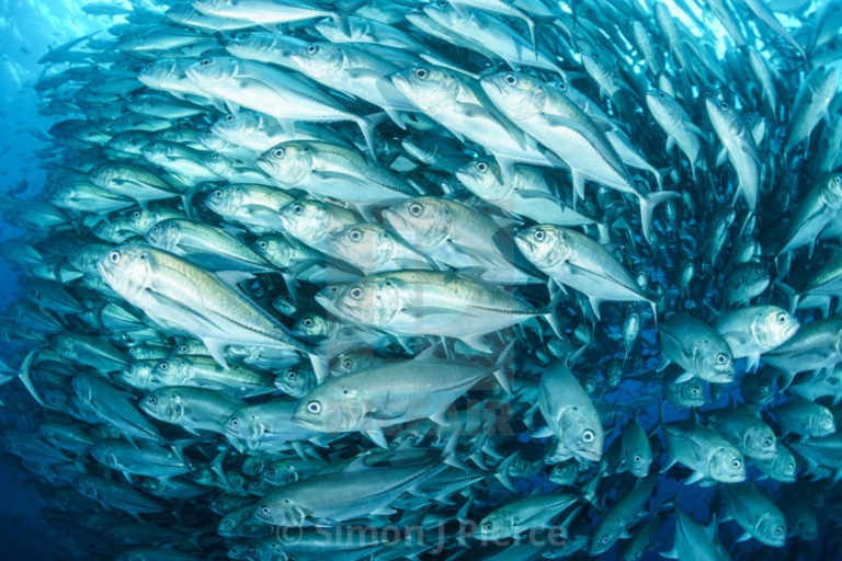 jp6lm9mnug1wmyhmvkjh